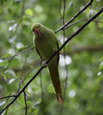 Beatiful small green parrot perched on a thin branch in a tree.